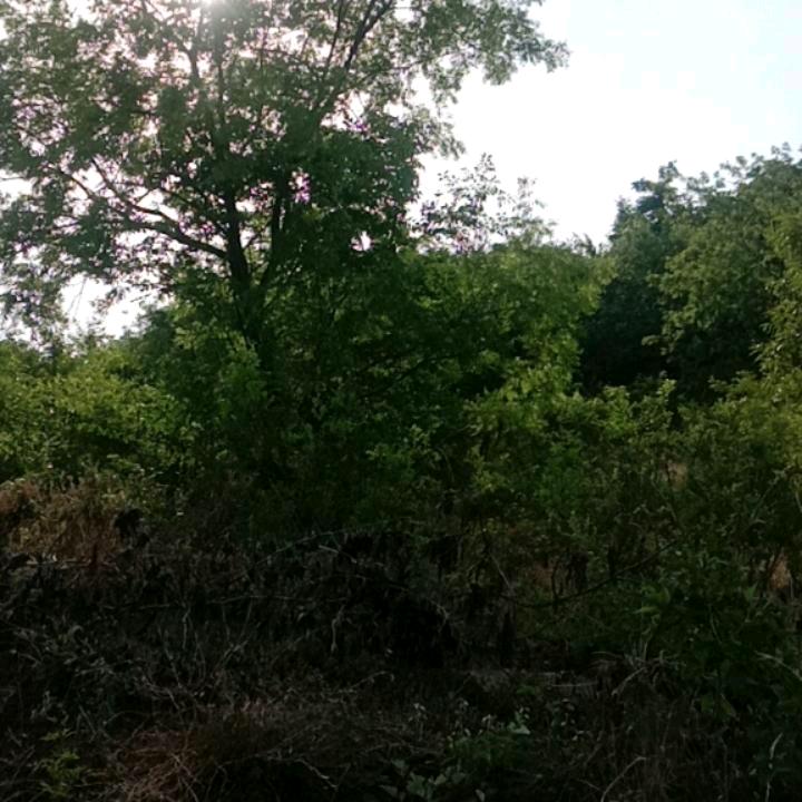 定远赵哥的散养跑山黑猪