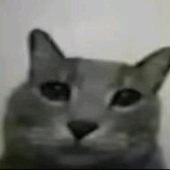 大猫0.0