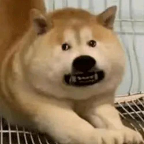 大不脑袋