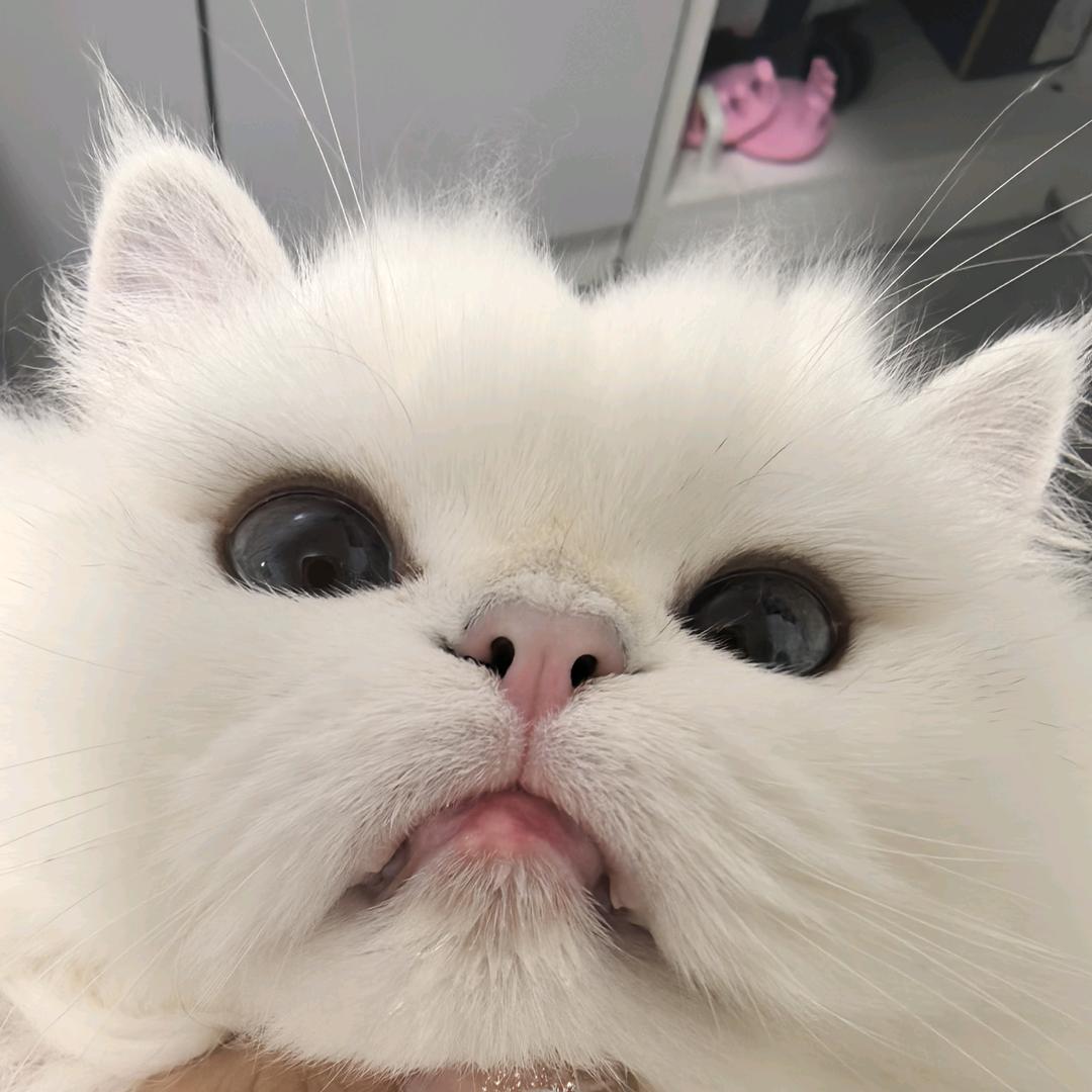 小飞基