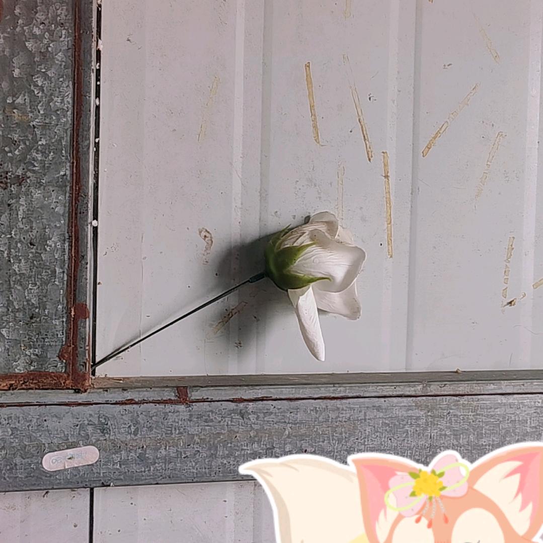 dgd