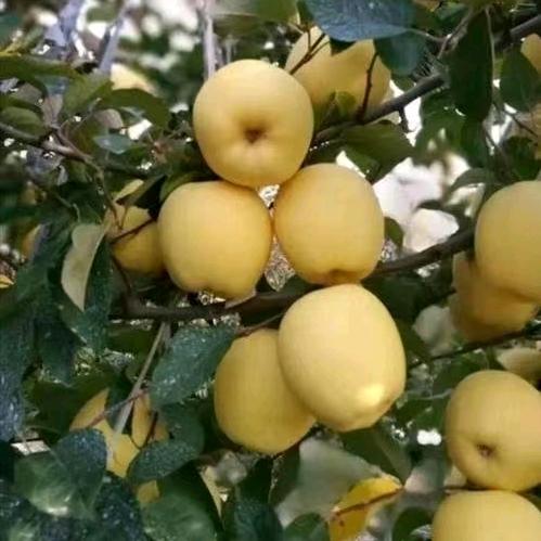 新农人 维纳斯黄金苹果