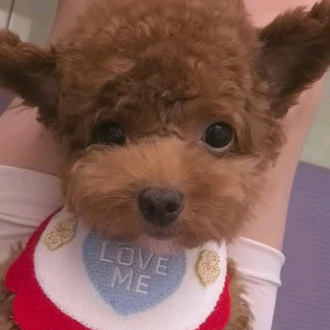 我是嘟嘟小泰迪