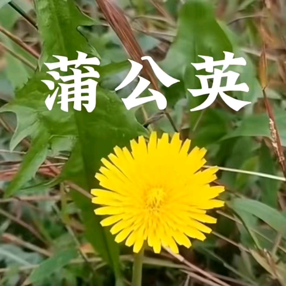 月亮。