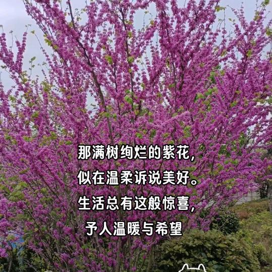 夏树繁花