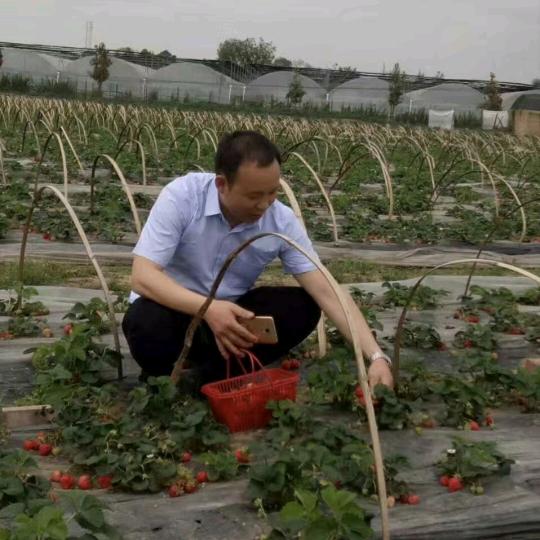 一吻谷麦（一吻情深）