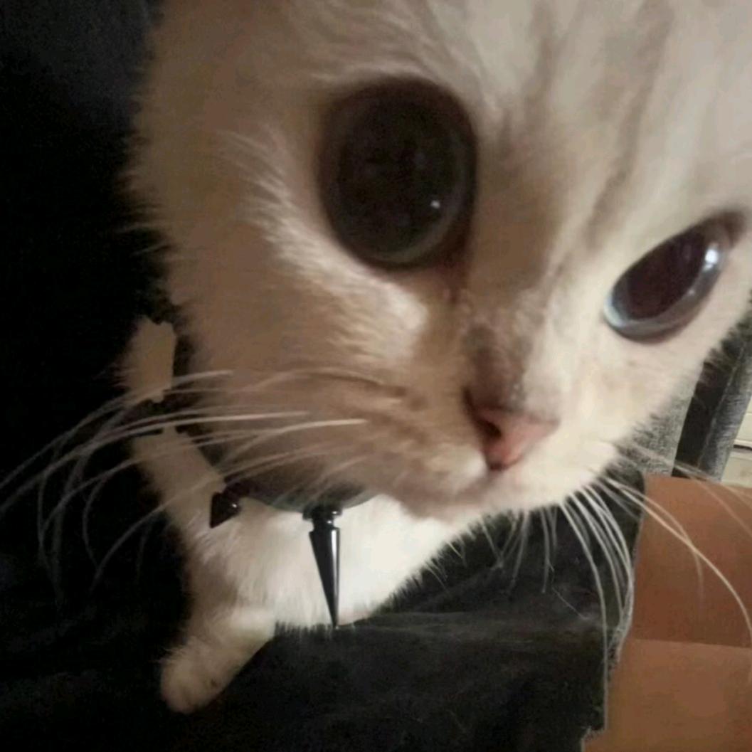 小猫爱吃蓝莓🫐