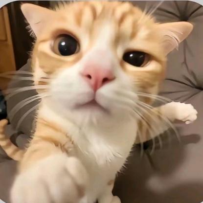 猫meme搞笑小剧场