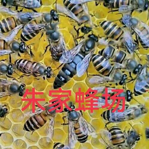 九哥🐝养蜂世家🐝朱疯子
