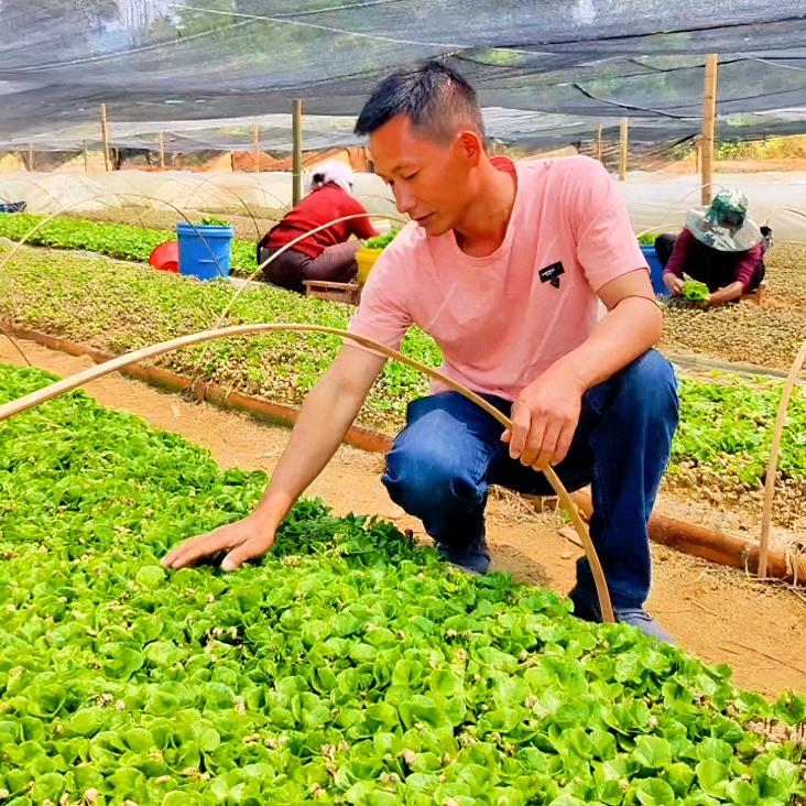 普洱李双云家优质种苗