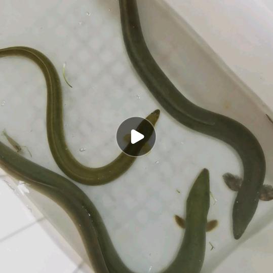 溪鳗