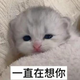 月半猫猫