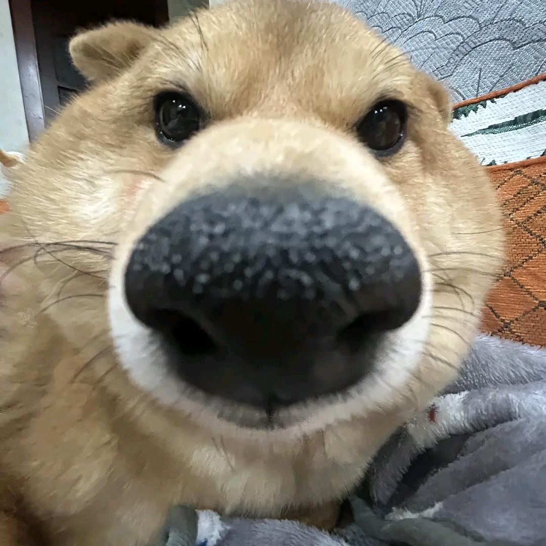 爱玩游戏的小二