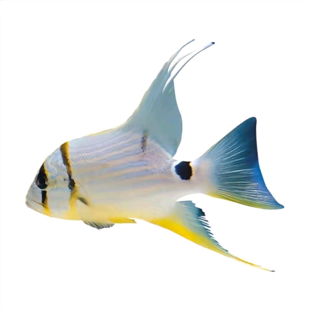 炒鸡无敌雨淋大王