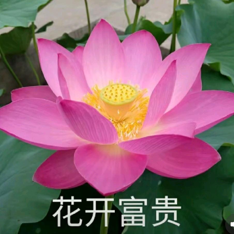 *知足常乐