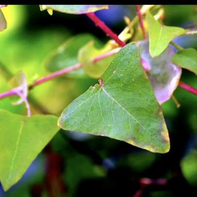 瓷砖达人王天霸
