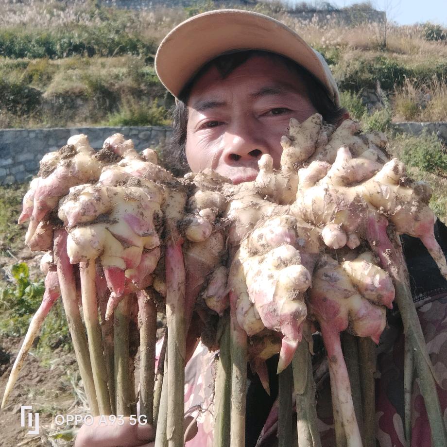 农村老四