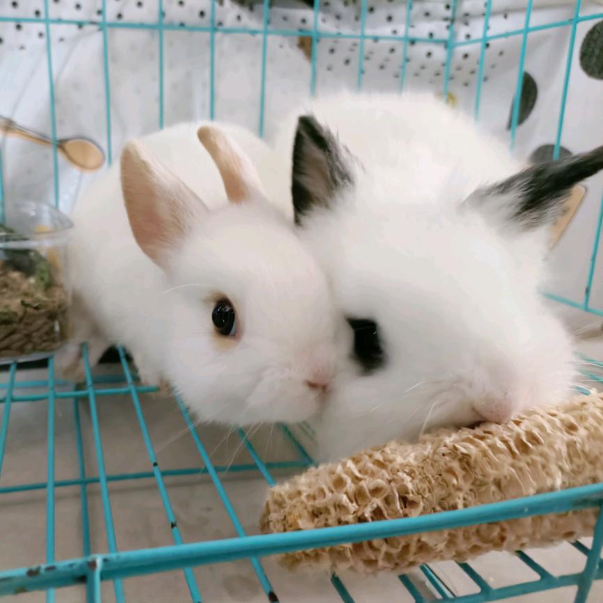 小兔崽子①