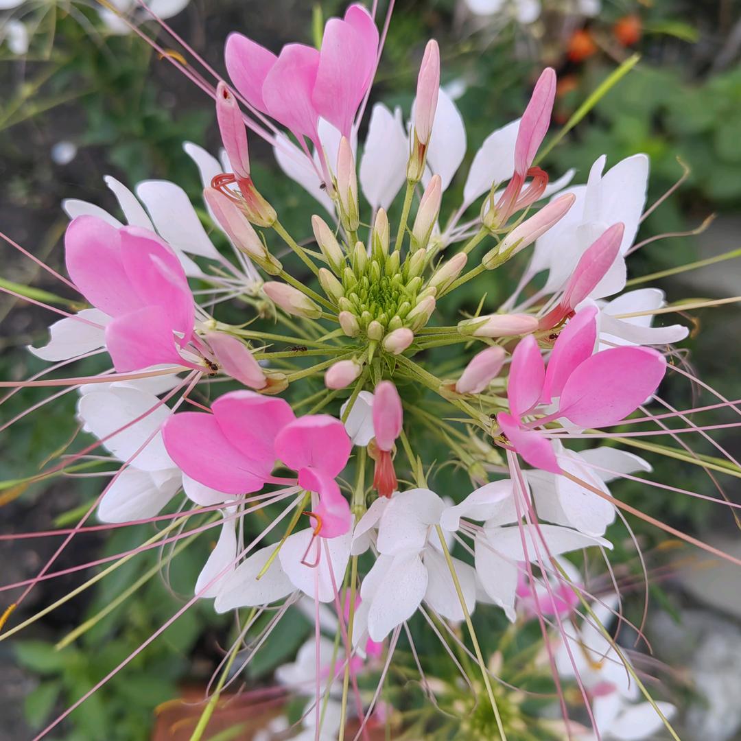💞⃟一路💞⃟生花🌸