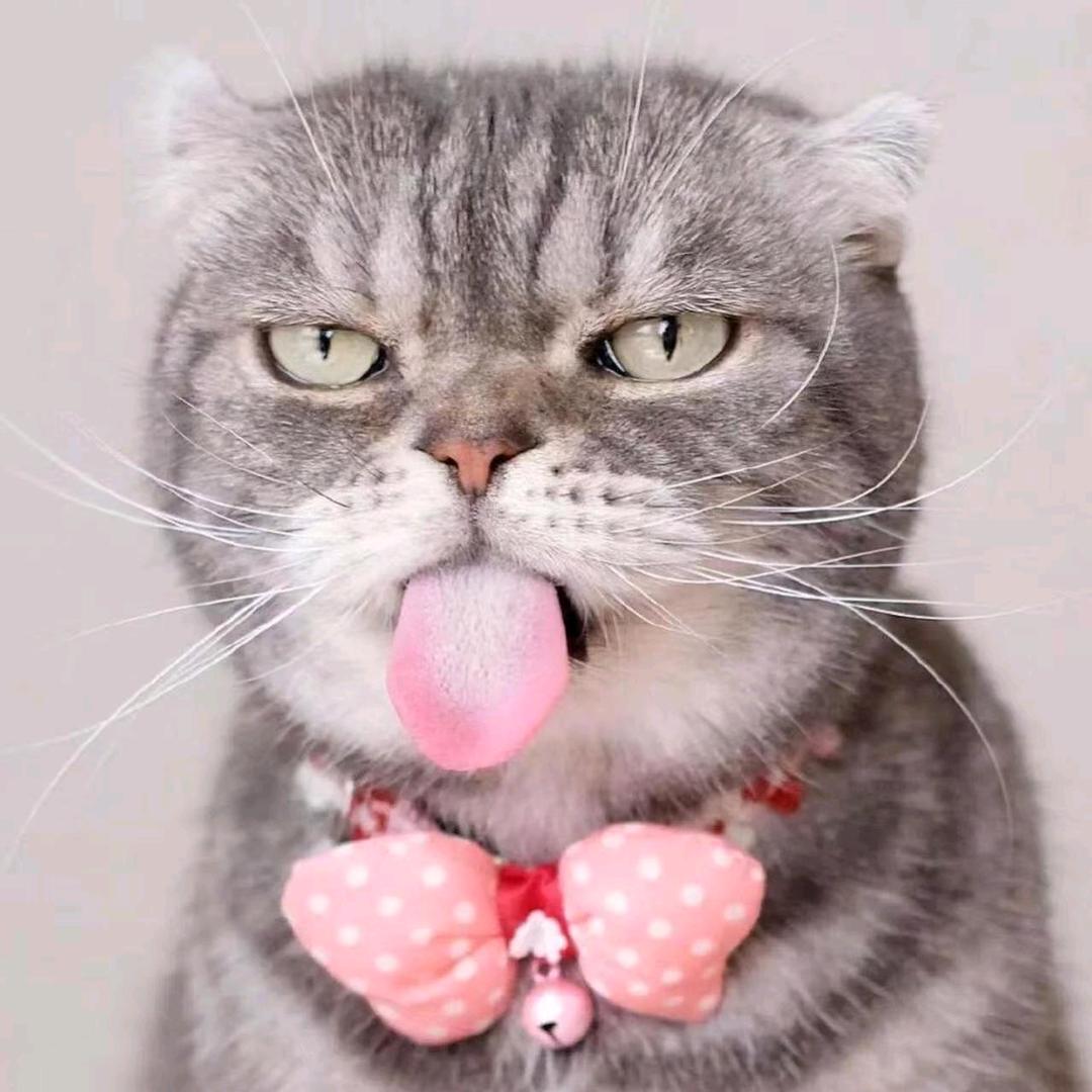 ૮₍猫₎ა猫