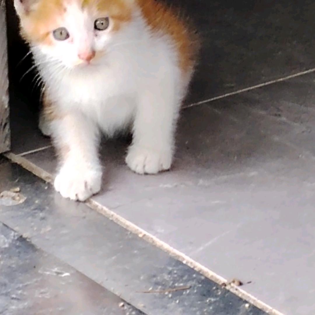 文