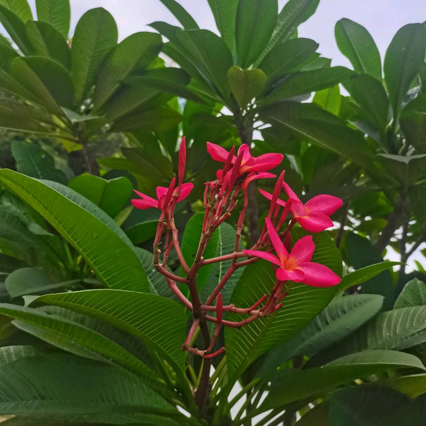 小丸子