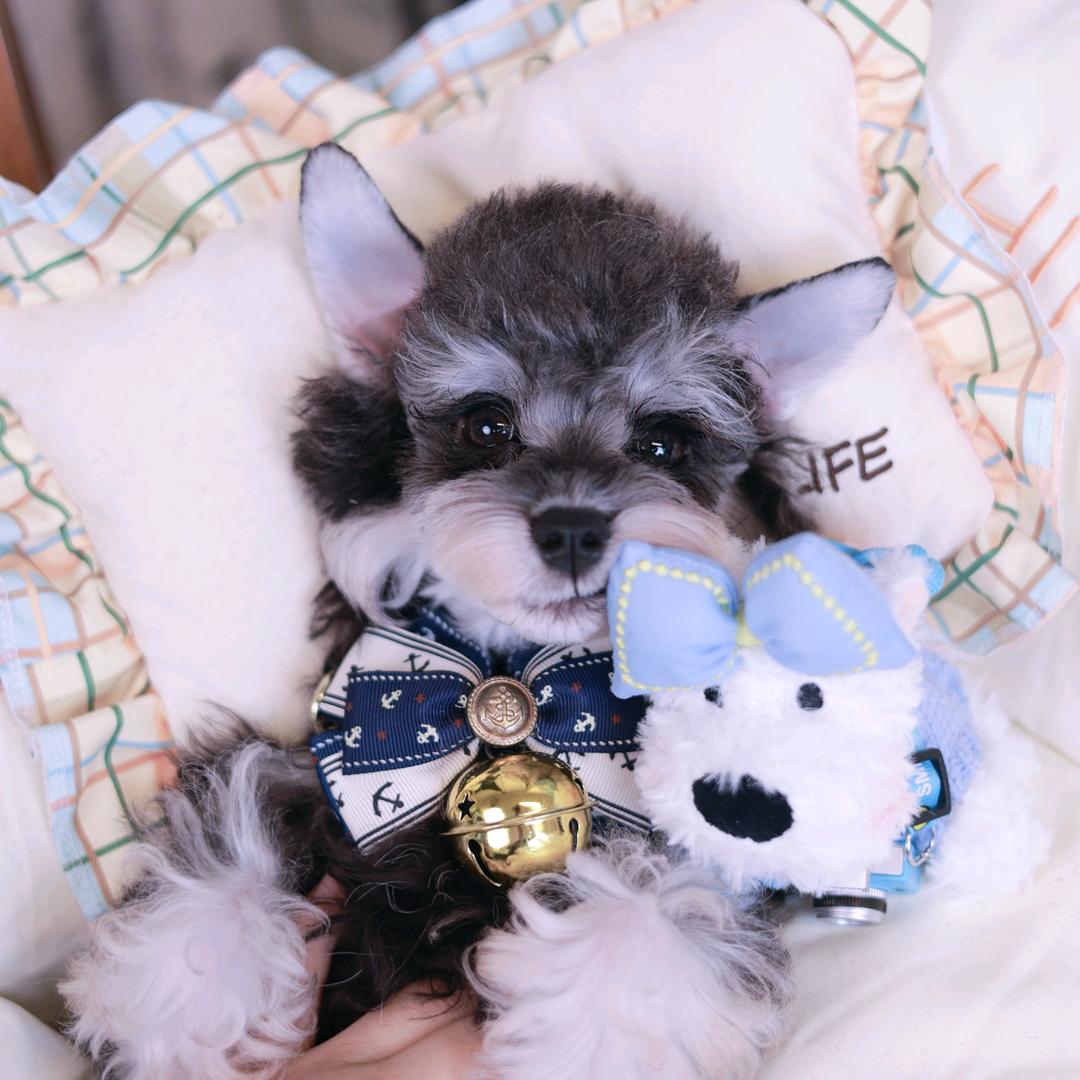 格格家雪纳瑞（直播号）