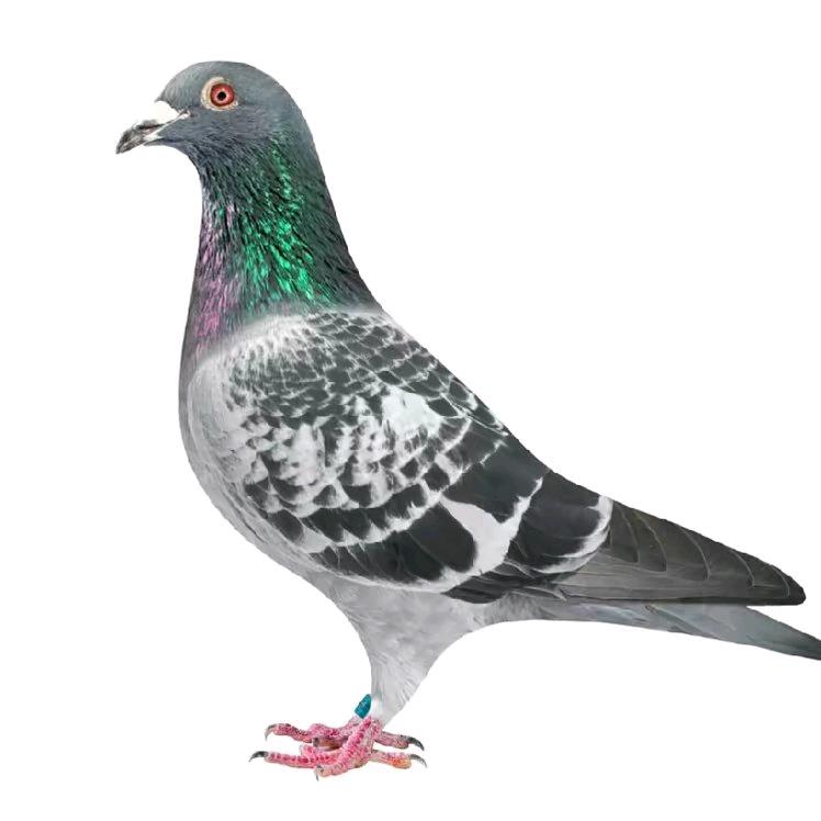 🕊养鸽管家
