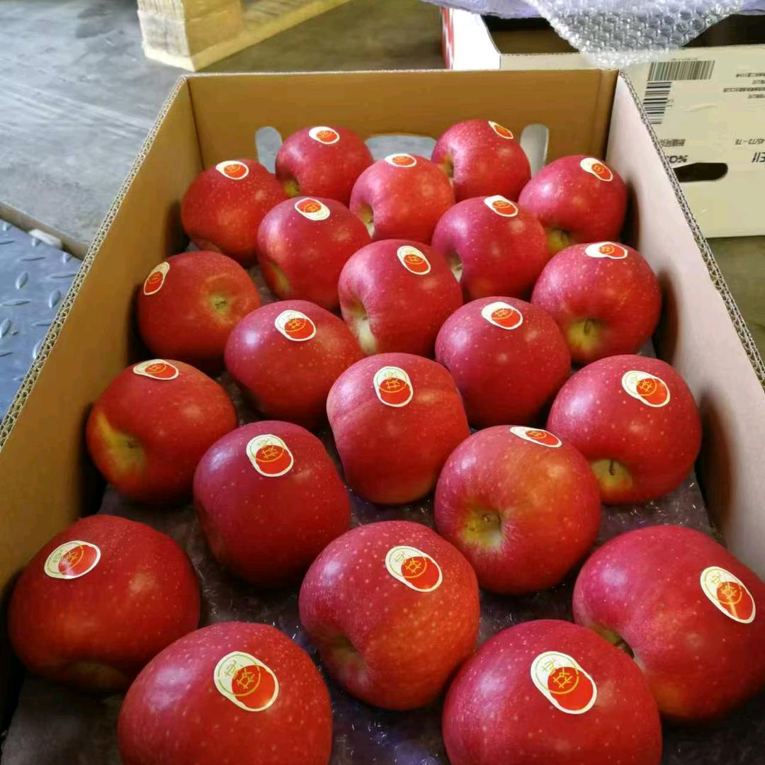 专注苹果的小白