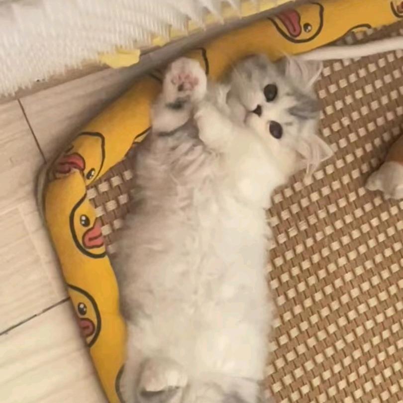 睡个好觉史迪奇🍔