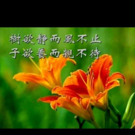 大雁的飞翔