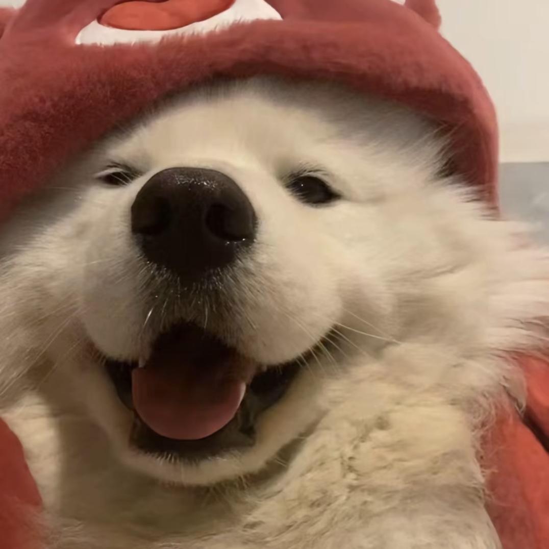 (｡•﹃•｡)
