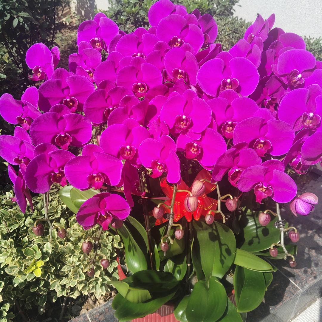美丽的阳光。