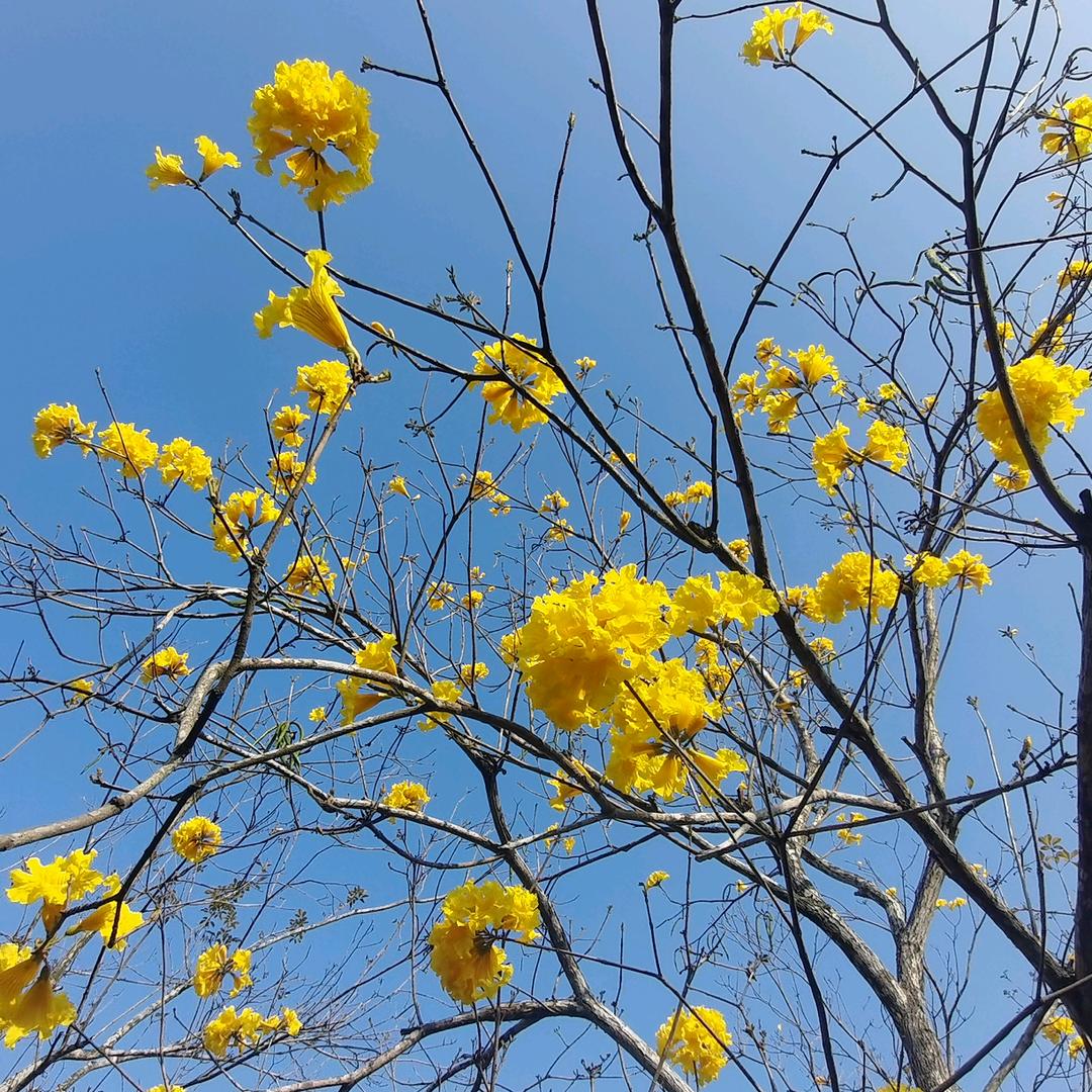 (๑菲尼克斯๑）