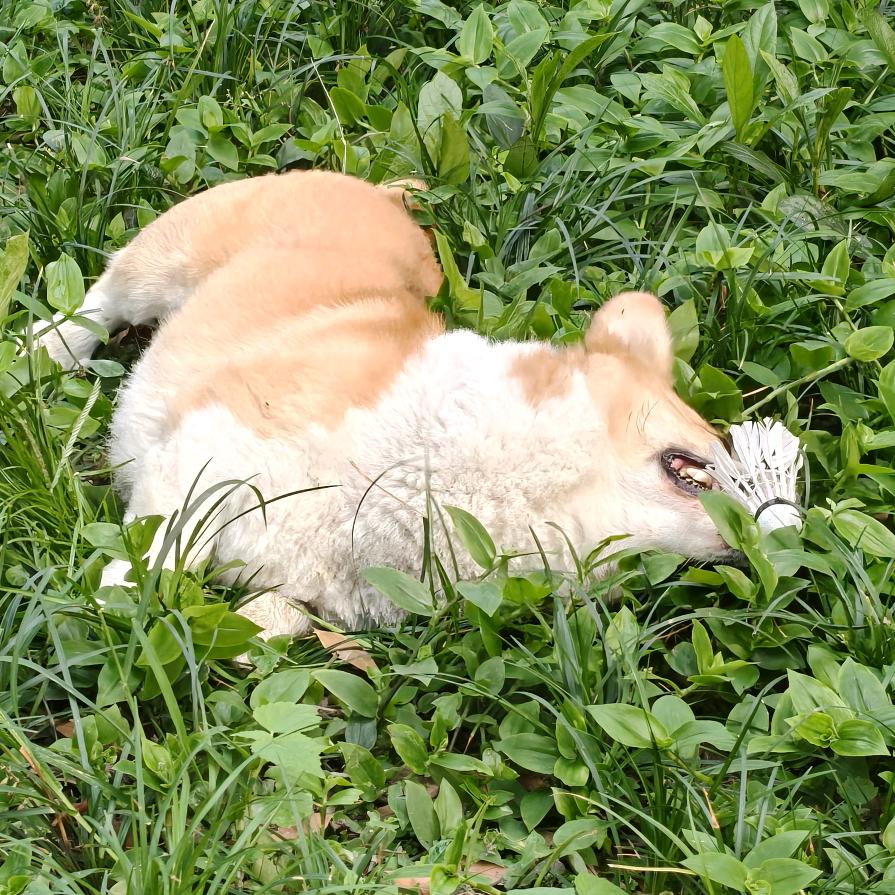 情萝