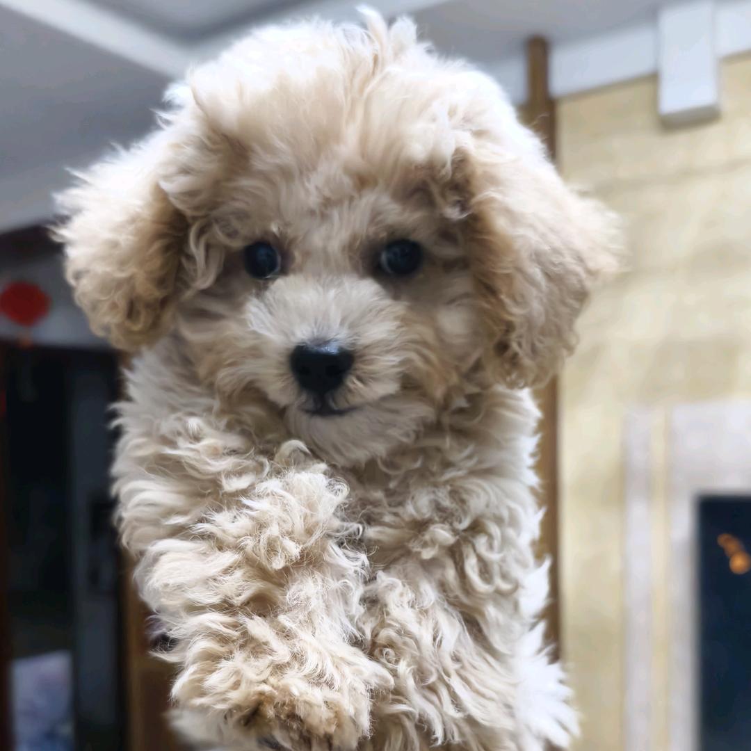 可乐是只泰迪熊