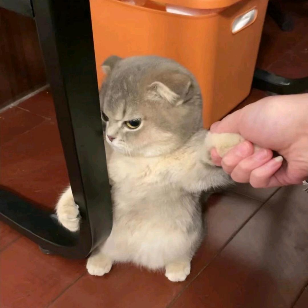 麻辣小八嘎