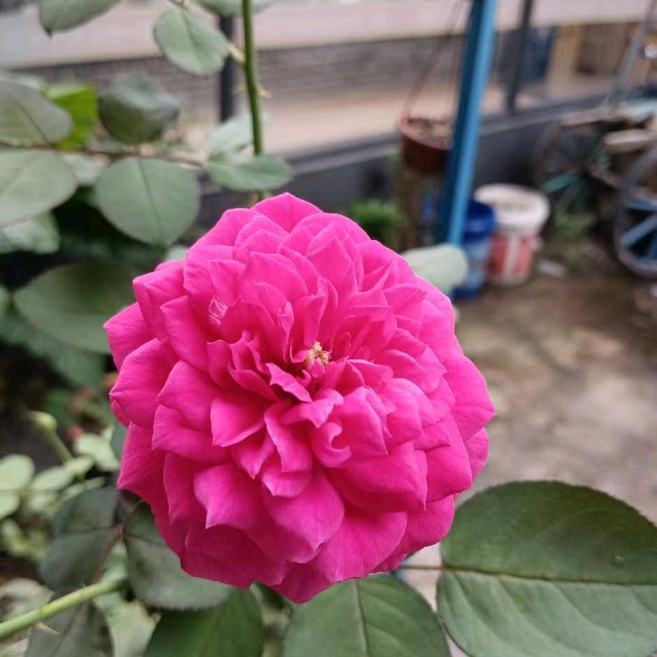 荣姐姐