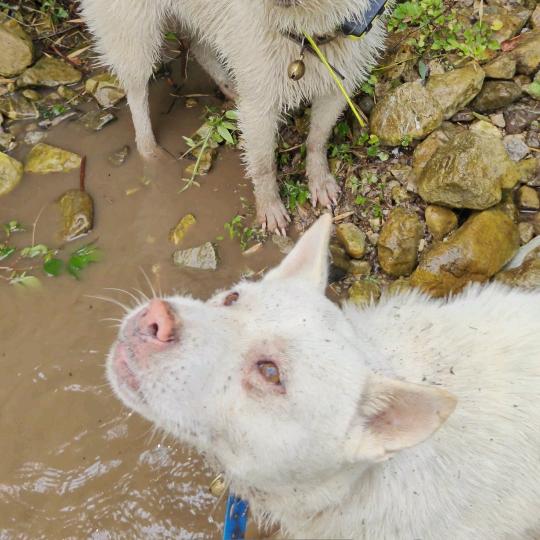 【虫狗】贵州 长藤王