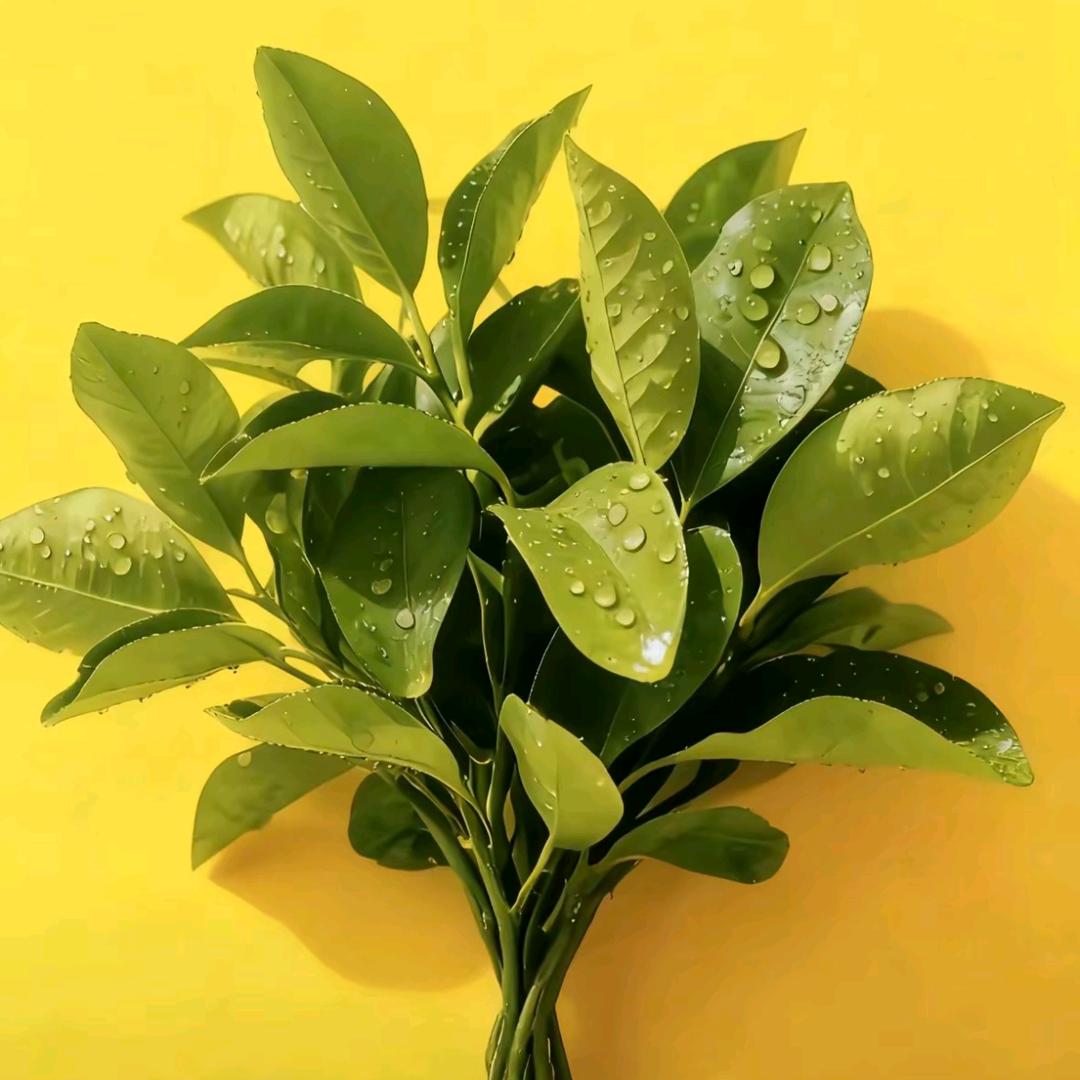 亚青二手车新能源（小青很皮）