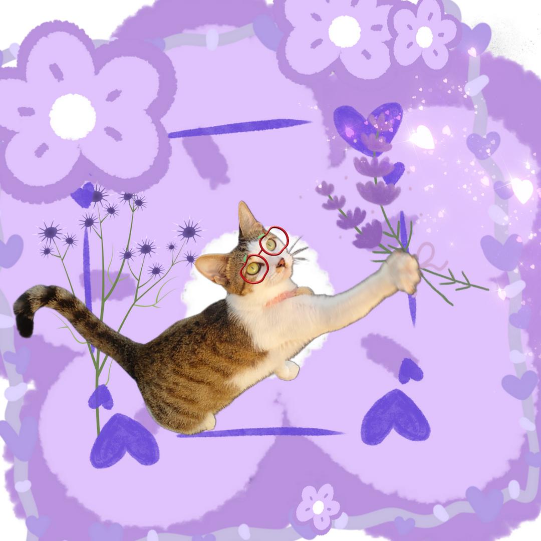 漫天星星我最亮