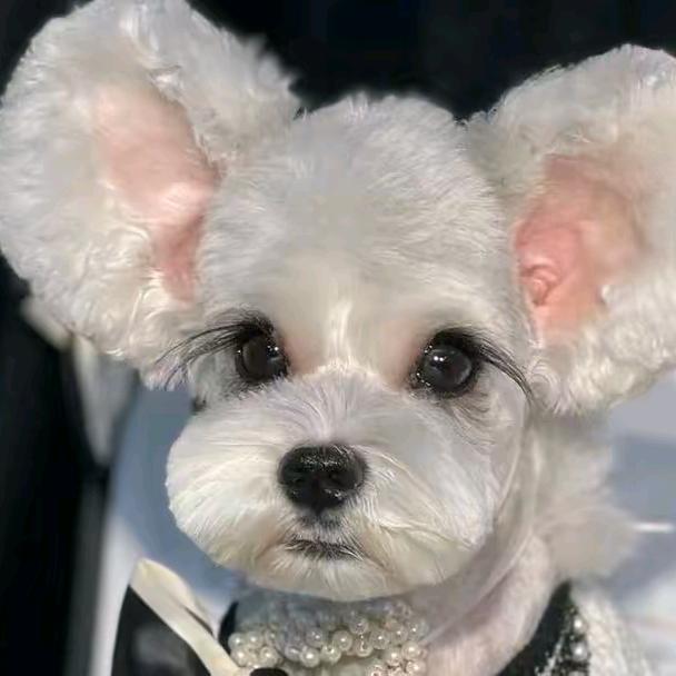 阿克苏宠物会馆