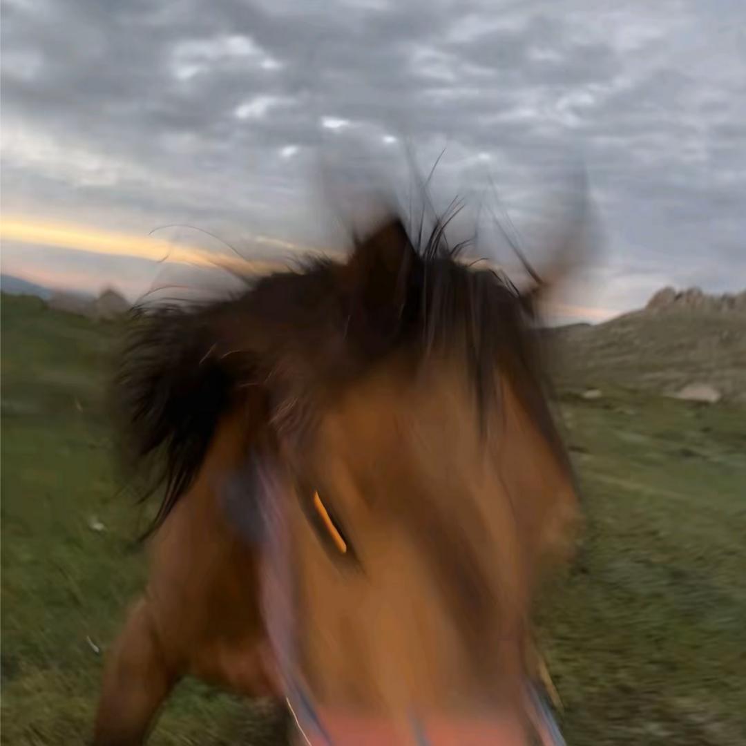 扶老蟑螂过马路被屎壳郎无证驾屎撞飞四十米