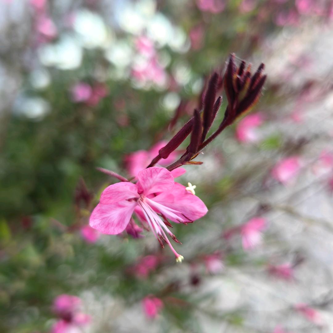 笑傲江湖风清扬
