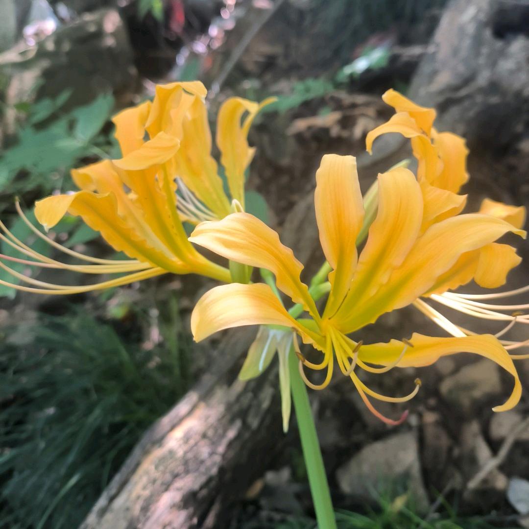 寻艾追缘连莲G
