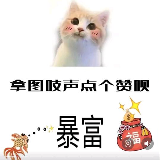 淡木木