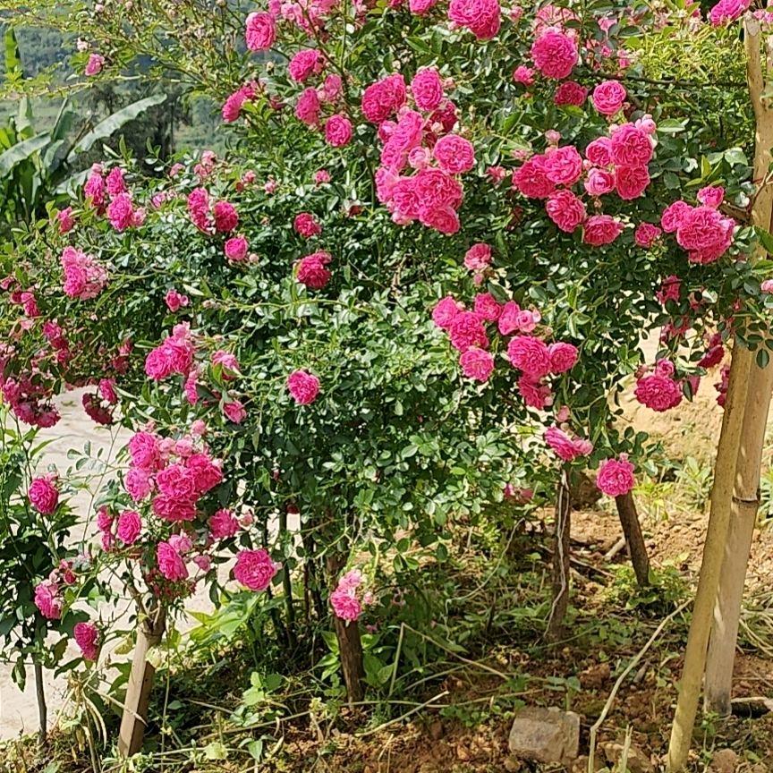 简单幸福