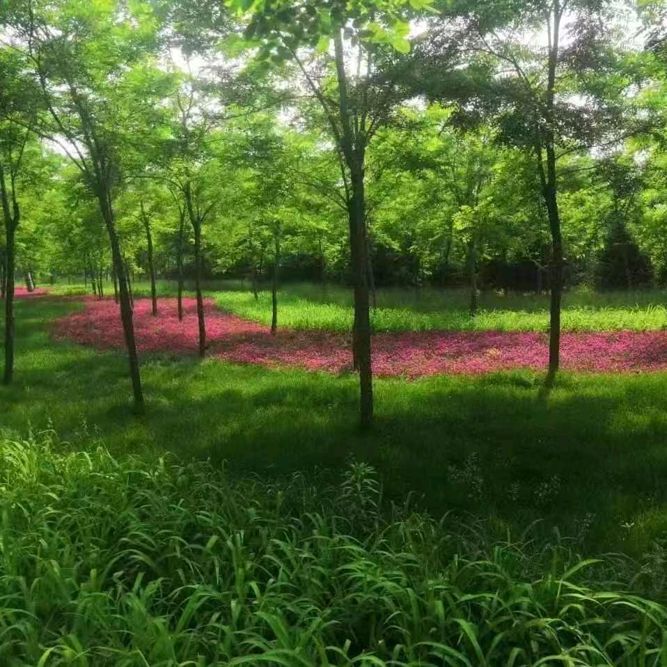 梦幻西游丛也