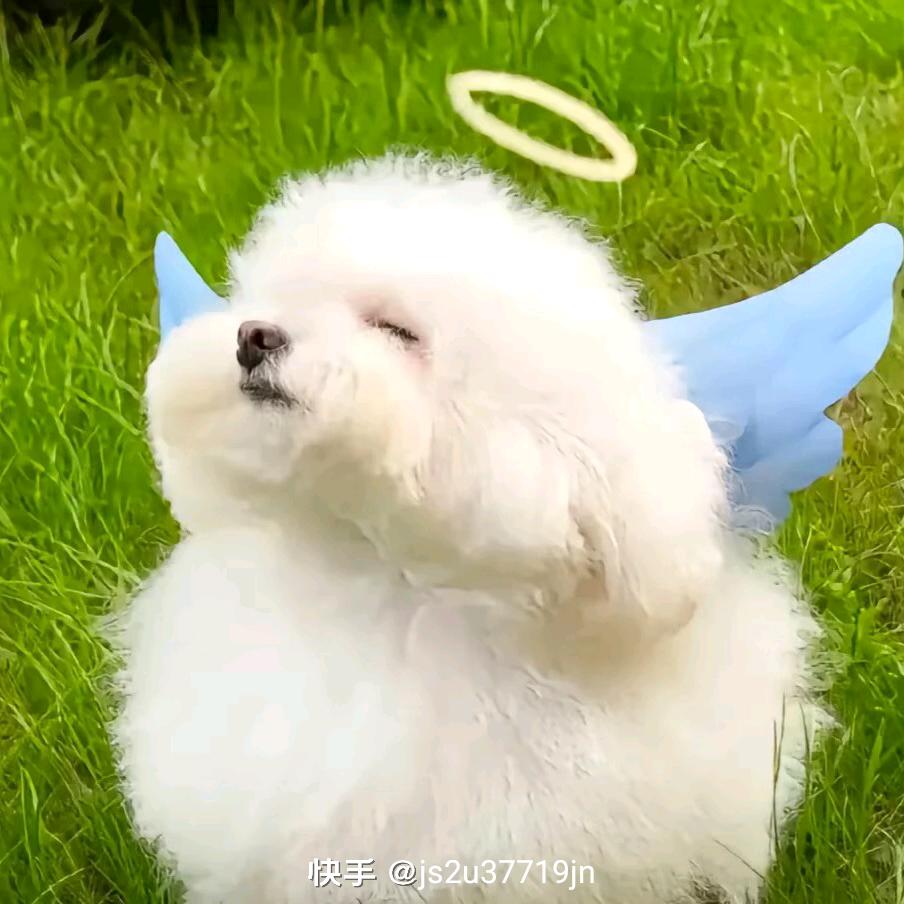 G E M鄧紫棋频道