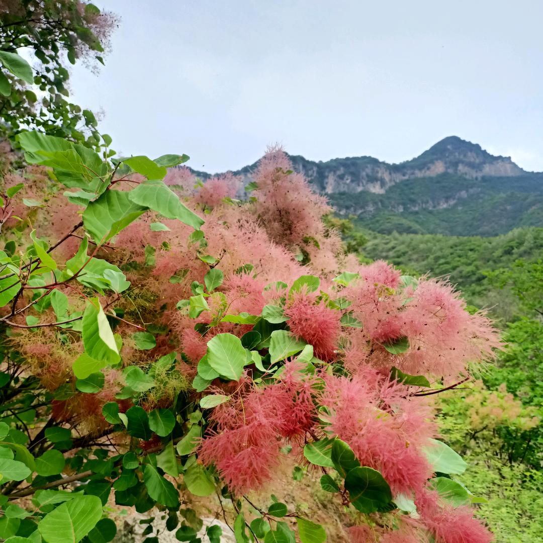 山水红叶黄栌